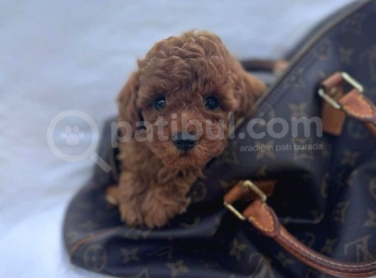 Evi̇ni̇zi̇n Neşei̇ Olucak Erkek Di̇şi̇ Toy Poodle Bebekler görsel