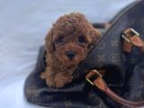 Güzeller Güzeli̇ Poodle Bebekler İçi̇n Arayiniz