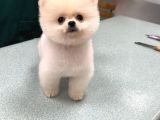 Son Kali̇te Pomeri̇an Boo Yavrum