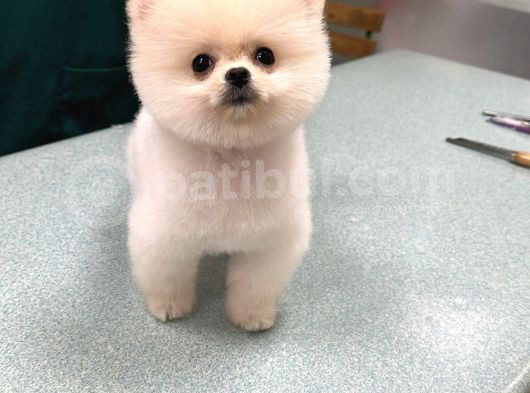 Son Kali̇te Pomeri̇an Boo Yavrum görsel