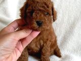 Bebek Yüzlü Toy Poodle Bebek