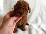 Bebek Yüzlü Toy Poodle Bebek