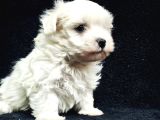Bu Sevecen Maltese Terrier Kaçmaz