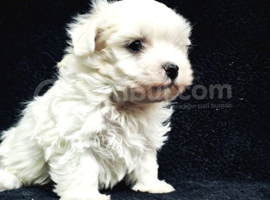 Bu Sevecen Maltese Terrier Kaçmaz görsel