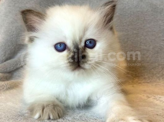 Fındık Burun Chocolate Point British Shorthair