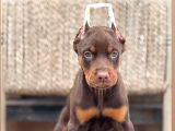 kızıl king doberman yavrular