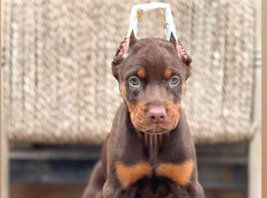Kızıl King Doberman Yavrular