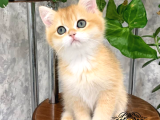Dünya Güzeli Golden British Shorthair