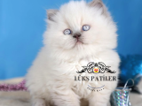 Güzel Gözlüm Bluepoint British Longhair