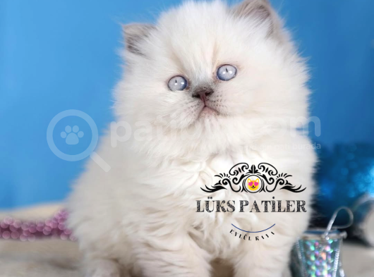 Güzel Gözlüm Bluepoint British Longhair görsel