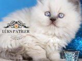 Güzel Gözlüm Bluepoint British Longhair