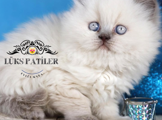 Güzel Gözlüm Bluepoint British Longhair görsel