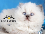 Güzel Gözlüm Bluepoint British Longhair