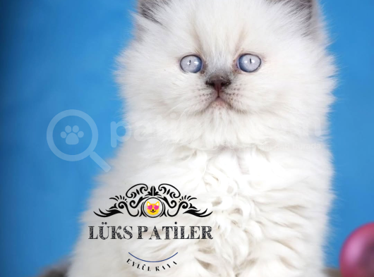 Güzel Gözlüm Bluepoint British Longhair