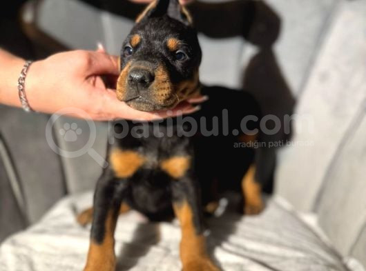 Safkan King Dobie Yavrular Mağazamızdan Sizlerle görsel