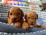 Sağlık Ve Irk Garantili Toy Poodle Yavruları