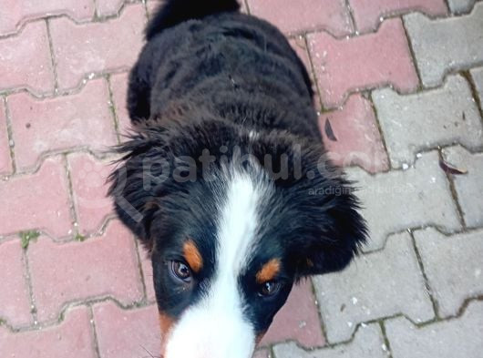 Cok Akilli Oyuncu Safkan Di̇şi̇ Bernese Yavrusu görsel