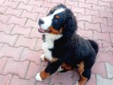 Cok Akilli Oyuncu Safkan Di̇şi̇ Bernese Yavrusu