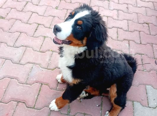 Cok Akilli Oyuncu Safkan Di̇şi̇ Bernese Yavrusu görsel