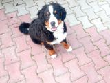 Cok Akilli Oyuncu Safkan Di̇şi̇ Bernese Yavrusu