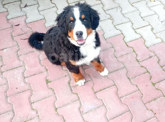 Cok Akilli Oyuncu Safkan Di̇şi̇ Bernese Yavrusu görsel