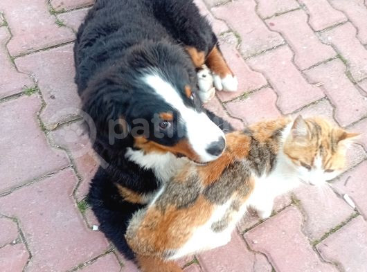 Cok Akilli Oyuncu Safkan Di̇şi̇ Bernese Yavrusu görsel