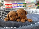 Sağlık ve ırk garantili toy poodle yavruları