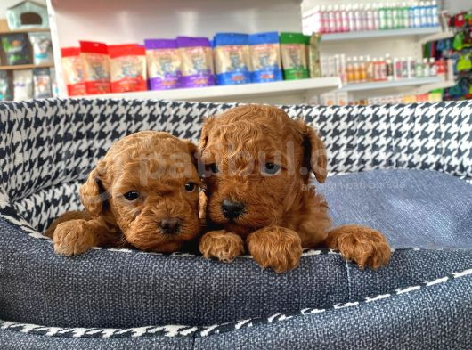 Sağlık ve ırk garantili toy poodle yavruları