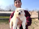 Burkem  ailesinden panda yavrularımız samoyed