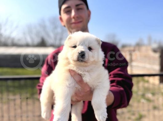 Burkem  Ailesinden Panda Yavrularımız Samoyed