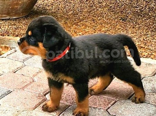 Alman Tanki Rottwei̇ler Sağlik Ve Irk Garanti̇li̇ görsel