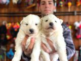 Burkem  Ailesinden Panda Yavrularımız Samoyed