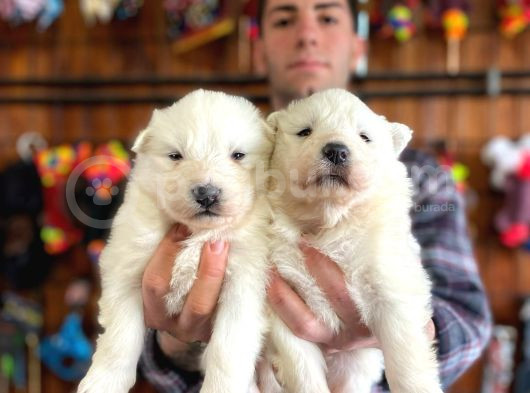 Burkem  Ailesinden Panda Yavrularımız Samoyed görsel