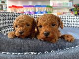 Sağlık Ve Irk Garantili Toy Poodle