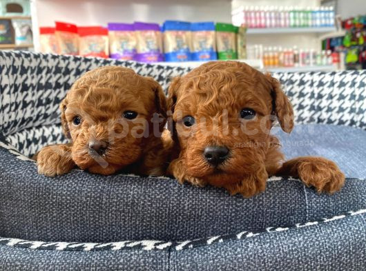 Sağlık Ve Irk Garantili Toy Poodle Yavruları görsel