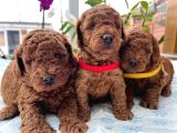 Deni̇zli̇ni̇n En Gözde Poodle Bebekleri̇ İçi̇n Arayiniz