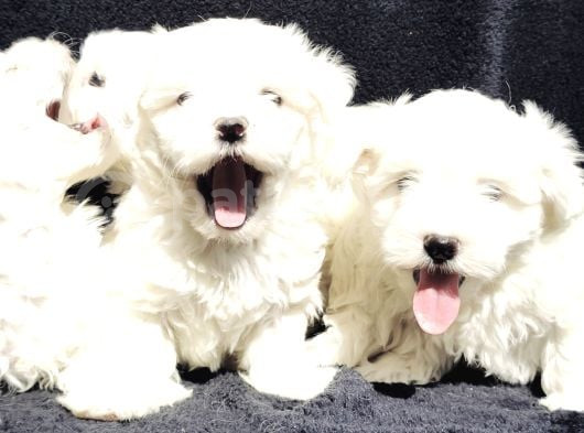 Bu Sevecen Maltese Terrier Kaçmaz görsel
