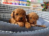 Sağlık Ve Irk Garantili Toy Poodle Yavruları
