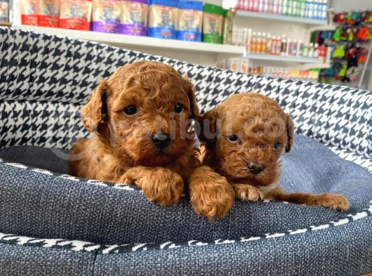 Sağlık Ve Irk Garantili Toy Poodle Yavruları görsel
