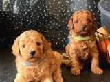 DENİZLİNİN EN GÖZDE POODLE BEBEKLERİ İÇİN ARAYINIZ