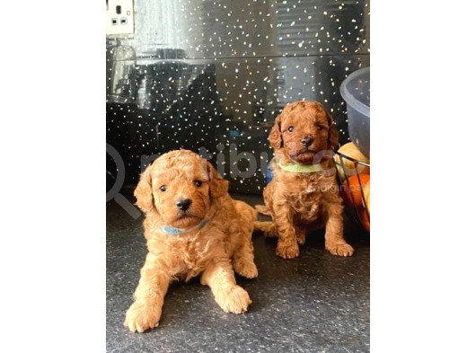 Deni̇zli̇ni̇n En Gözde Poodle Bebekleri̇ İçi̇n Arayiniz