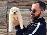 Tr 1 Adayı Ödüllü Babadan Ayı Yavrusu Samoyed