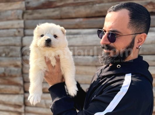 Tr 1 Adayı Ödüllü Babadan Ayı Yavrusu Samoyed görsel