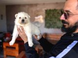Tr 1 Adayı Ödüllü Babadan Ayı Yavrusu Samoyed