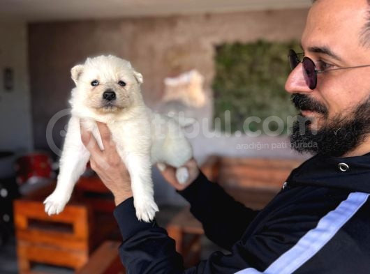 Tr 1 Adayı Ödüllü Babadan Ayı Yavrusu Samoyed görsel