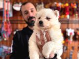 Tr 1 Adayı Ödüllü Babadan Ayı Yavrusu Samoyed