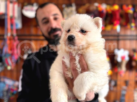 Tr 1 Adayı Ödüllü Babadan Ayı Yavrusu Samoyed görsel