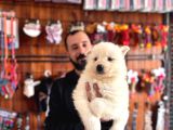 Tr 1 Adayı Ödüllü Babadan Ayı Yavrusu Samoyed