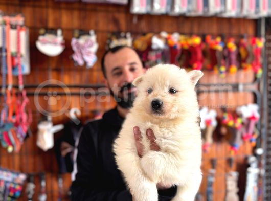 Tr 1 Adayı Ödüllü Babadan Ayı Yavrusu Samoyed görsel