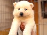 Tr 1 adayı ödüllü babadan ayı yavrusu samoyed